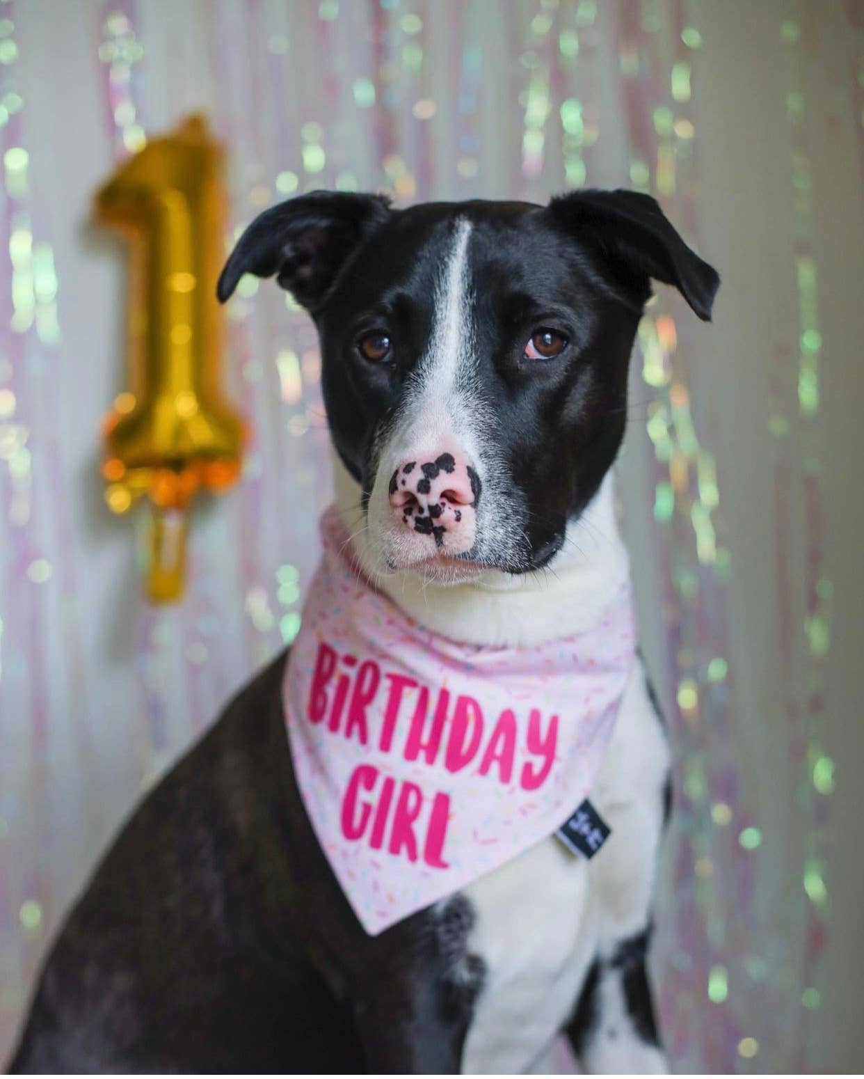 Birthday Girl Dog Bandana - Dog Birthday Party