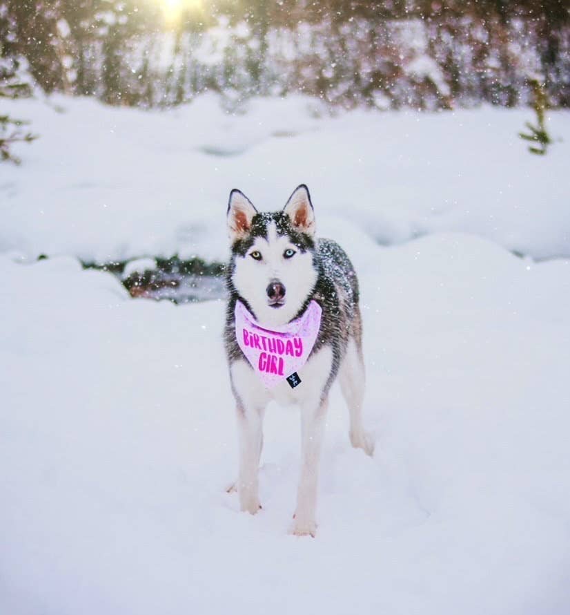 Birthday Girl Dog Bandana - Dog Birthday Party