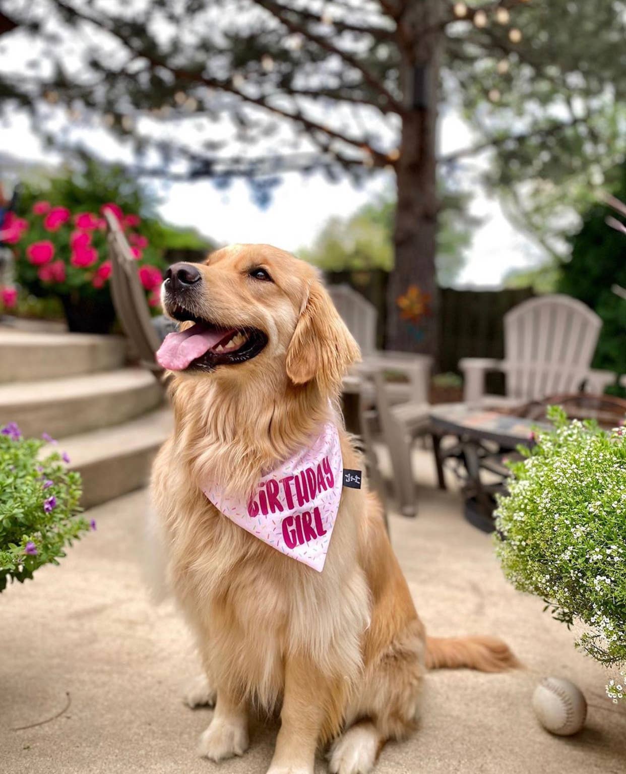 Birthday Girl Dog Bandana - Dog Birthday Party